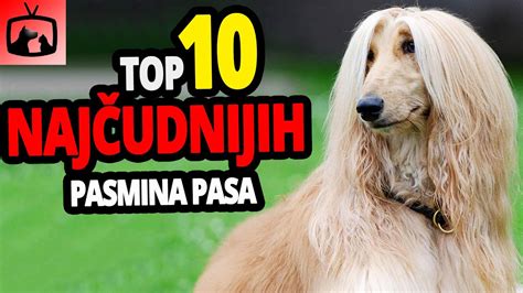 🐕 Najčudniji Psi Top 10 Najčudnijih Pasmina Pasa Na Svijetu Youtube