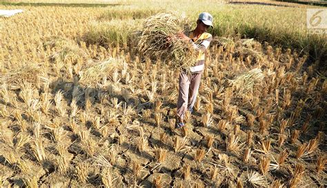 FOTO Petani Di Bekasi Gagal Panen Akibat Kekeringan Foto Liputan6