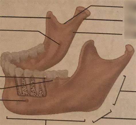 Mandible Lateral View Diagram Diagram Quizlet