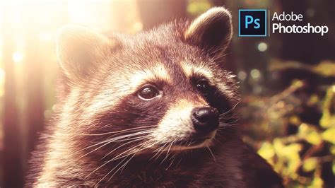 Raccoon Animal Photoshop Manipulation Simple Tutorial Youtube