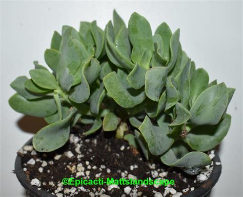 Crassula Arborescens Ssp Undulatifolia Aka Blue Waves  Flickr