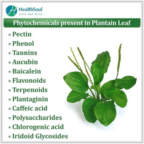 Health Benefits of Plantain Leaf - Healthsoul