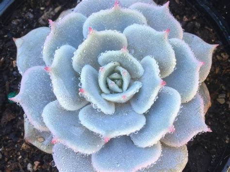 11 Types of White Succulents to Grow | Gardenine