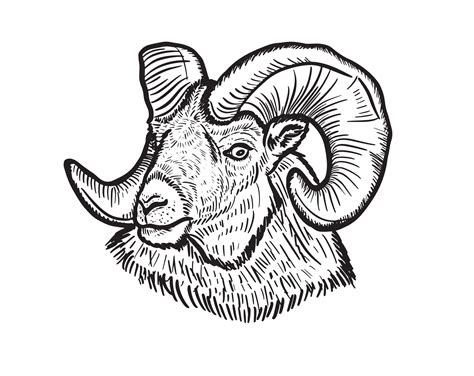 Hand drawn sketch portrait of ram sheep. Vector illustration.Farming ...