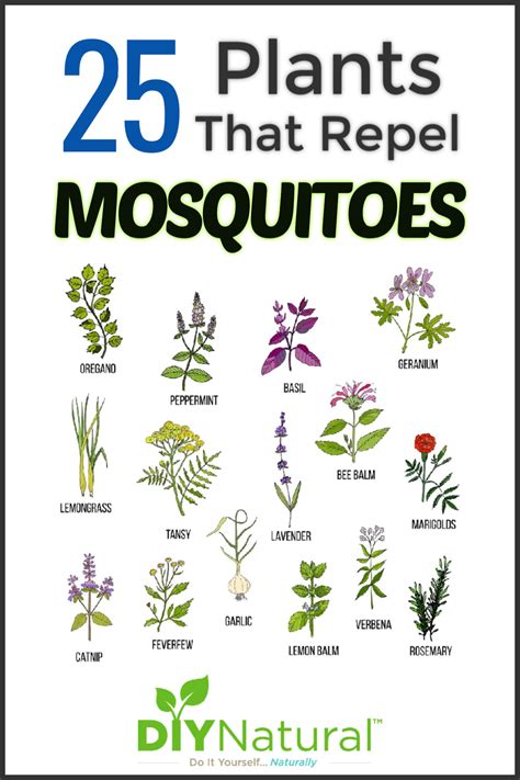 Mosquito Repellent Plants: 25 Plants That Repel Mosquitoes Naturally!