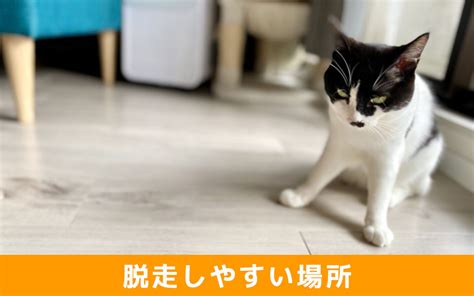 一戸建て住宅で猫が脱走しやすい場所とは？対策や注意点もご紹介｜リビングボイス