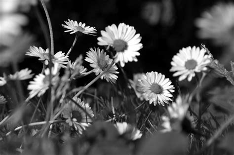 Black and White, Floral Photography - Personal Investigation.