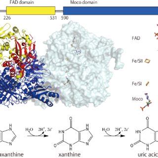 Structure Of Human XOR The Structure Illustrated Is That Of A Human