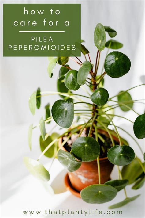 How To Care For A Pilea Peperomioides House Plant Care Chinese Money