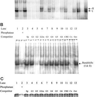 Immunological Identification Of Phosphorylated Sp Proteins In Cultured