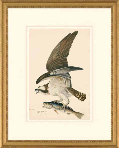 Audubon S Watercolors Octavo Pl 81 Fish Hawk Or Osprey Audubon S