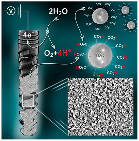 Materials Free Full Text Calcium Phosphate Bioceramics A Review Of