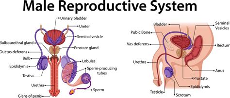 Male Reproductive System Vector Images Over 2 500