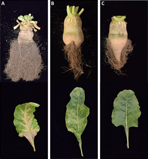 Benyvirus Symptoms On Sugar Beet Typical Symptoms On Roots And Leaves