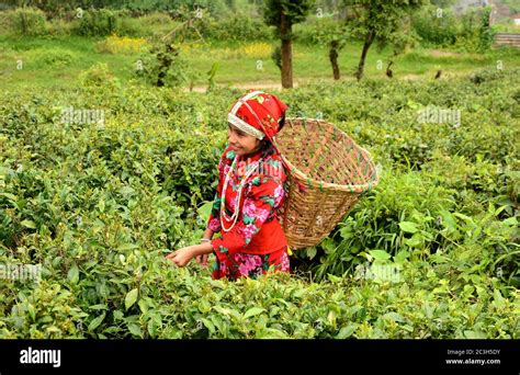 Darjeeling tea garden hi-res stock photography and images - Alamy