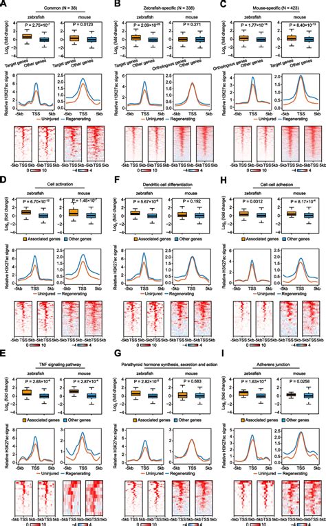 Differences In IRE Gene Regulatory Landscapes Affect Transcriptional