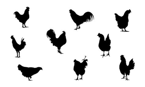 Ensemble De Silhouette Poulet Poule Vecteur Premium