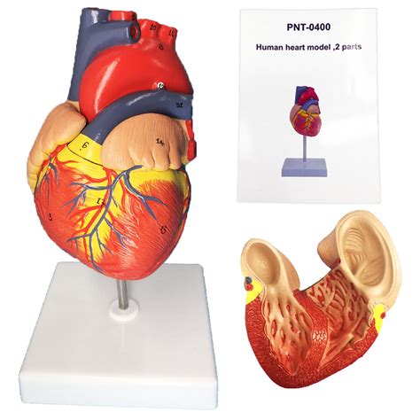 Buy Veipho Heart Model Heart Model Anatomy With Stand Human Heart