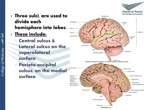 Anatomy Of The Cerebral Hemispheres Ppt Download