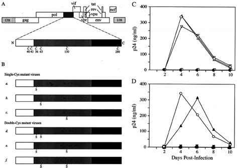 Replication Kinetics Of Mutant Hiv Viral Clones A Genomic