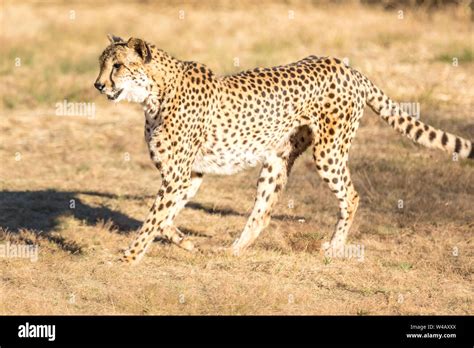 Cheetah running in South Africa, Acinonyx jubatus. Guepardo Stock Photo ...