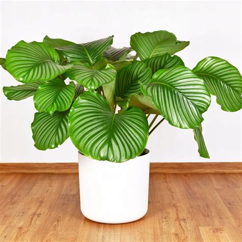 Calathea Orbifolia Kalatea Okr G Olistna Pasiasta Af D