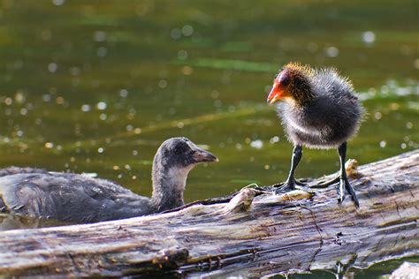 Лиска: фото птиці (23 картинки)