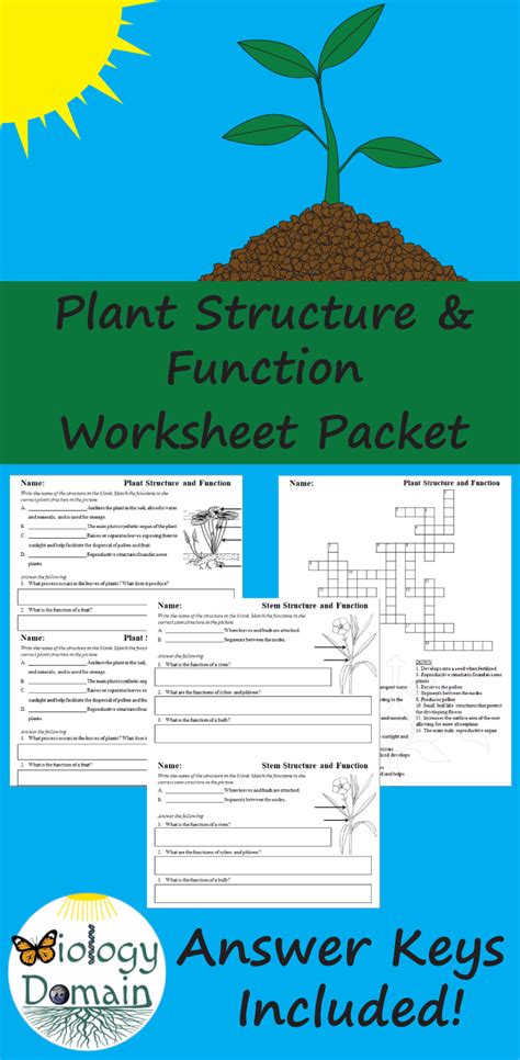 Plant Parts And Functions Worksheet