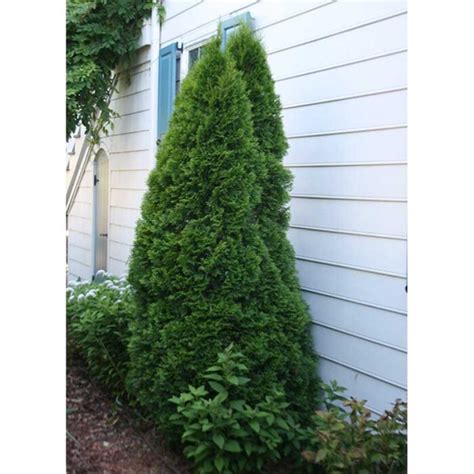 Thuja Occidentalis Smaragd Emerald Green Arborvitae Tidewater Trees