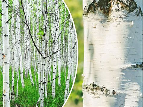 50 White Paper Birch Tree Seeds Betula Papyrifera Fast Growing Tree Showy Ebay