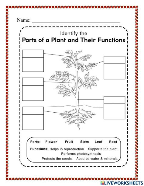 Function Of Roots Worksheets Parts Of A Plant Photosynthesis Online