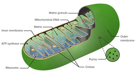 Electron Transport Chain Mitochondria Diagram