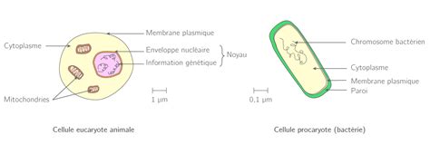 La Nature Du Vivant Nde Cours Svt Kartable