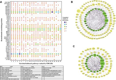 Frontiers Functional Networks Of The Human Bromodomain Containing