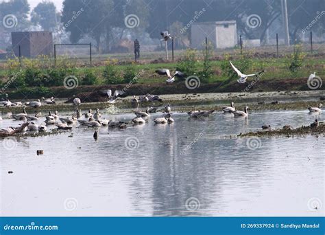 Migratory Birds in Gharana Wetland during the Winter Season in Jammu ...