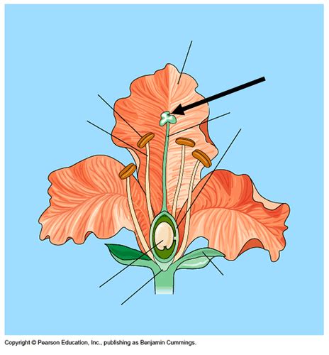 Biology Lab Final Flashcards Quizlet