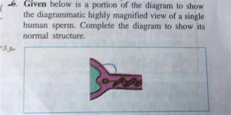 The Diagram Below Shows A Human Uterus Containing Growing Fetus Name