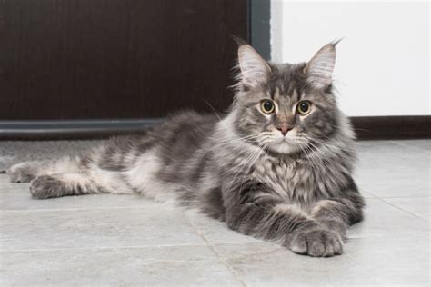 Gato de la sabana vs Maine Coon Cuál es la diferencia Con imagenes