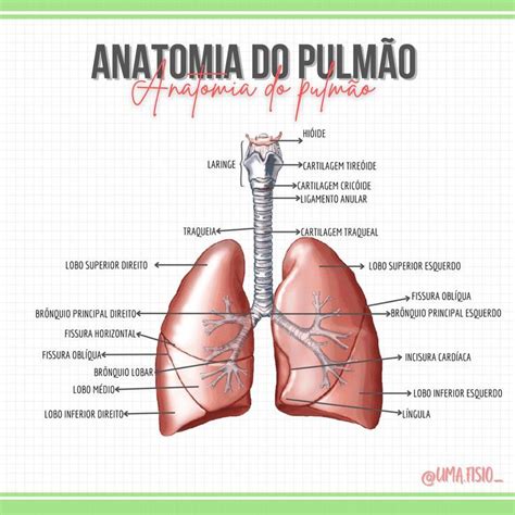 Anatomia Do Pulm O Sistema Respirat Rio Pulm O Anatomia Anatomia