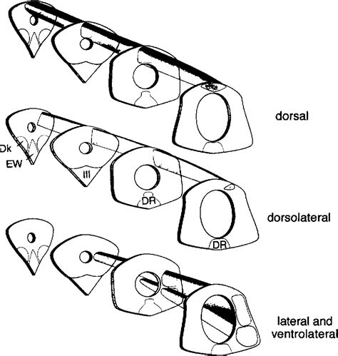 Figure 1 From Panic Disorder A Malfunction Of Multiple Transmitter