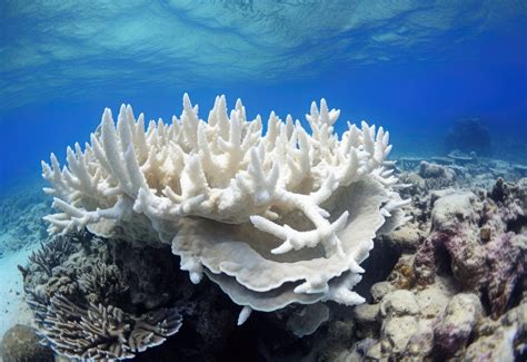 Australien Neue Alarmierende Massenbleiche Des Great Barrier Reefs