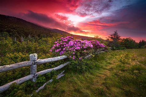 Rhododendron Blooms Under Sunset Skies On The Appalachian Trail Fine