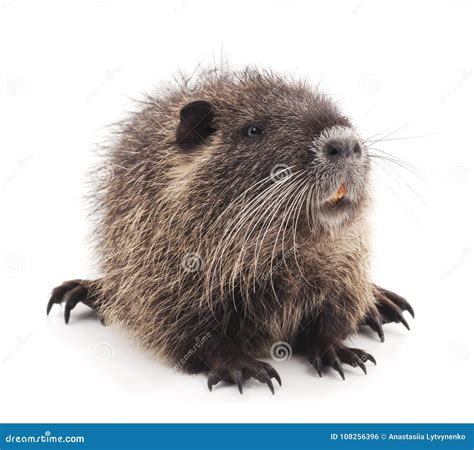 One Brown Nutria Stock Photo Image Of Animal Little 108256396