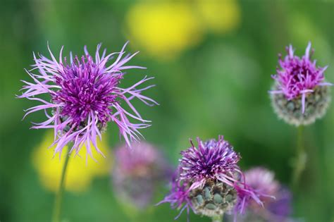 Blumenwiese Blume Blau Kostenloses Foto Auf Pixabay Pixabay