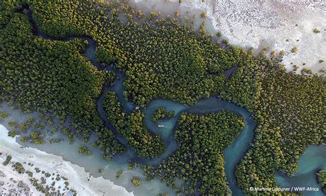 Shrimp Farming Mangroves