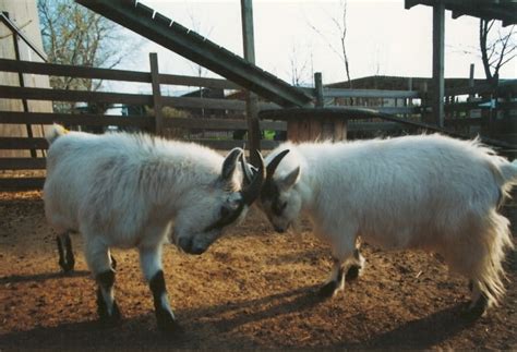 Petting Zoo - Goats Butting Heads - Curtis Orchard & Pumpkin Patch - Champaign, IL