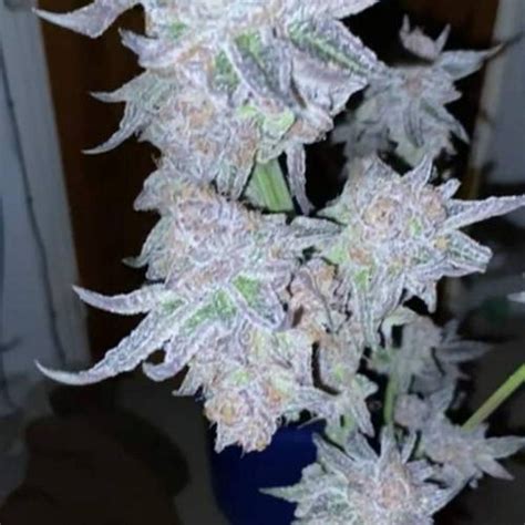 Barney S Farm Runtz Muffin Grow Journal Week By Esoteric Growing