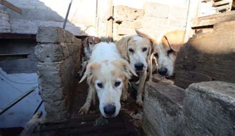 México Más De 70 Perros Fueron Rescatados De Ser Sacrificados Para