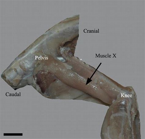 Scaling Of Muscle Architecture And Fiber Types In The Rat Hindlimb