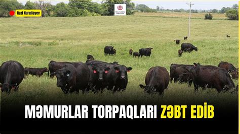 Məmurlar otlaq torpaqları zəbt ediblər Deputat RaziNurullayev